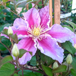 Клематис Tudor (Тюдор) Р9