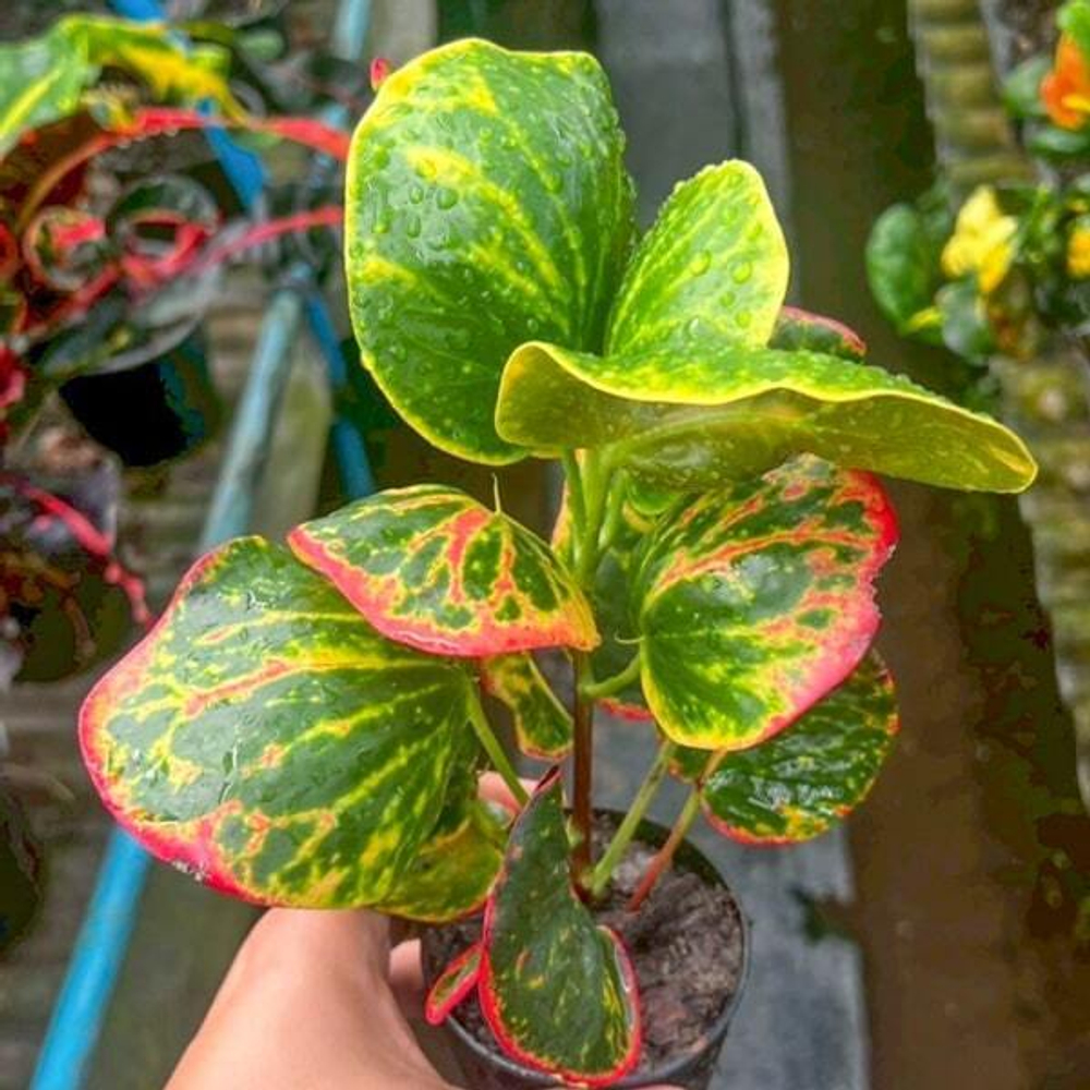 Кротон MUKDAHAN