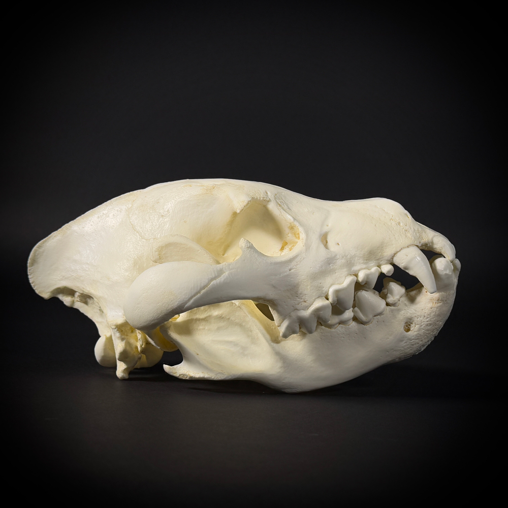 Череп бурой гиены