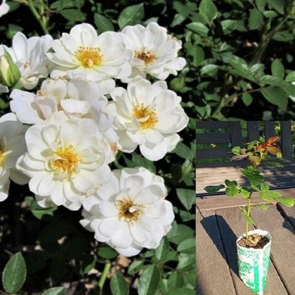 Роза Кент шраб, кустовая саженец с ЗКС.