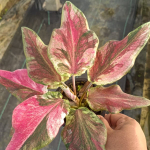 Каладиум PHRANG CHOMPHU – PINK CAMOUFLAGE (K53)