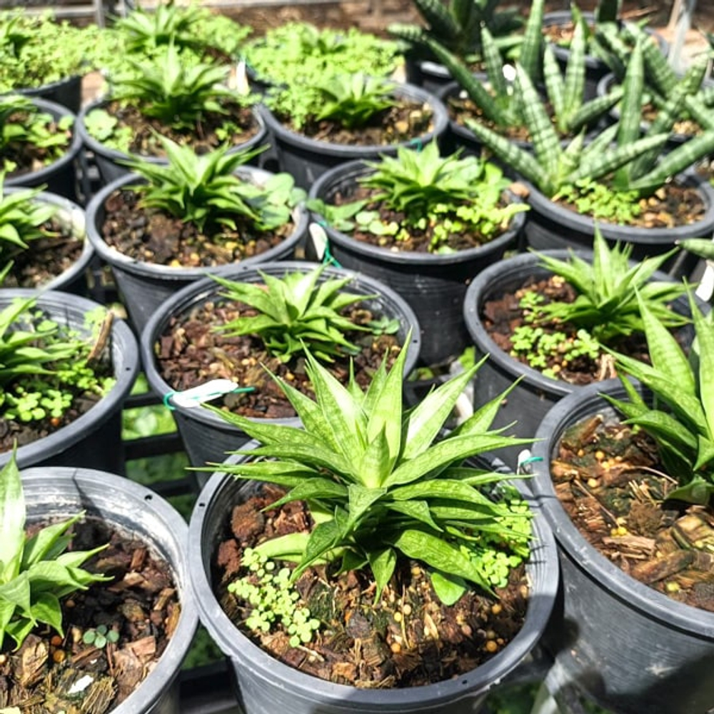 Сансевиерия SUNFLOWER