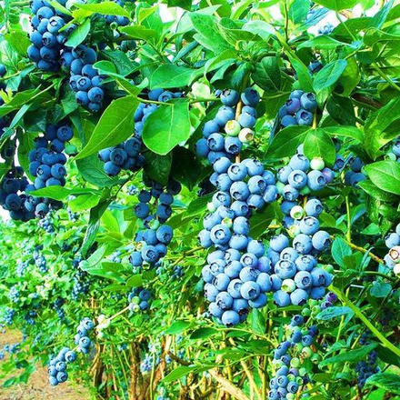 Голубика высокая Чандлер