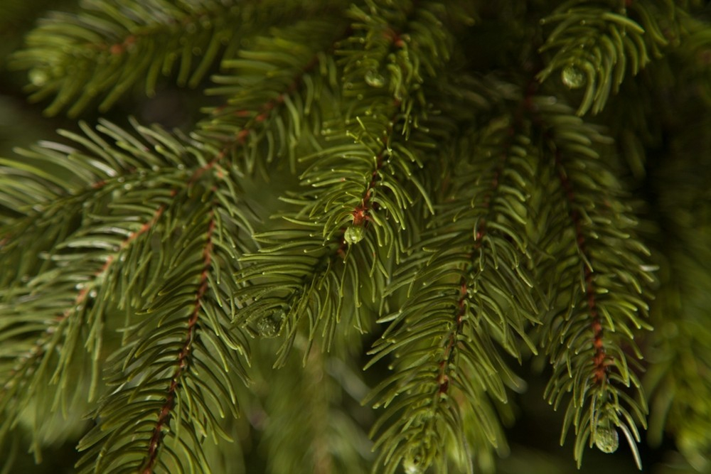 Ель 215см Black Box Коттеджная зеленая