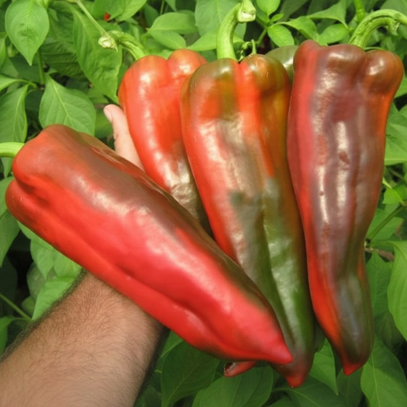 КАПТУР F1 семена перца сладкого (Seminis | Alexagro) – фото 7