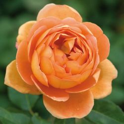 Пэт Остин (Pat Austin)