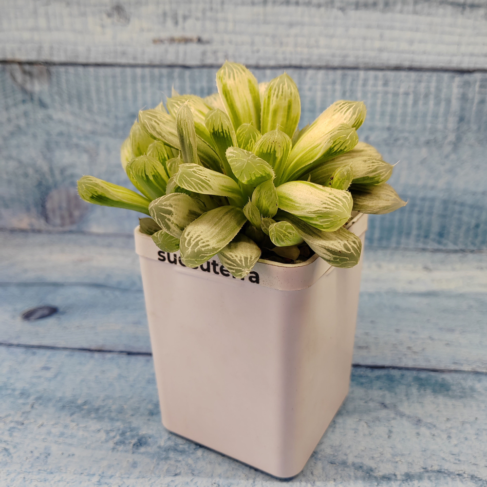 Haworthia Cooperi Variegata (Хавортия)