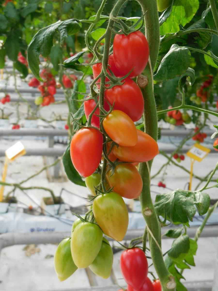 Брамос F1 семена томата индетерминантного (Гавриш) – фото 5