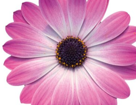 Остеоспермум Flower Power Pink Eye ЕВРО ОКС укорененный черенок