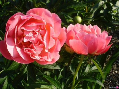 Пион Пинк Хавайан Корал; Pink Hawaiian Coral