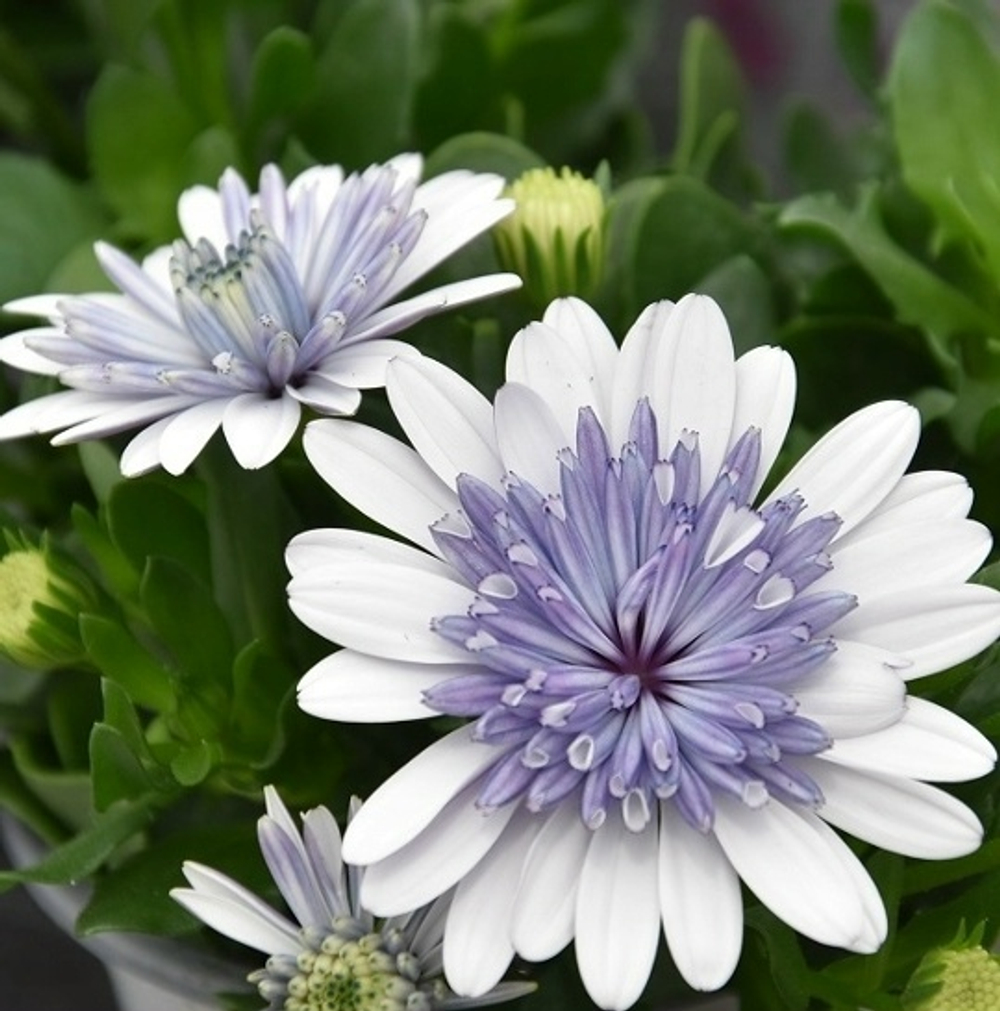 Остеоспермум 3D STEEL BLUE