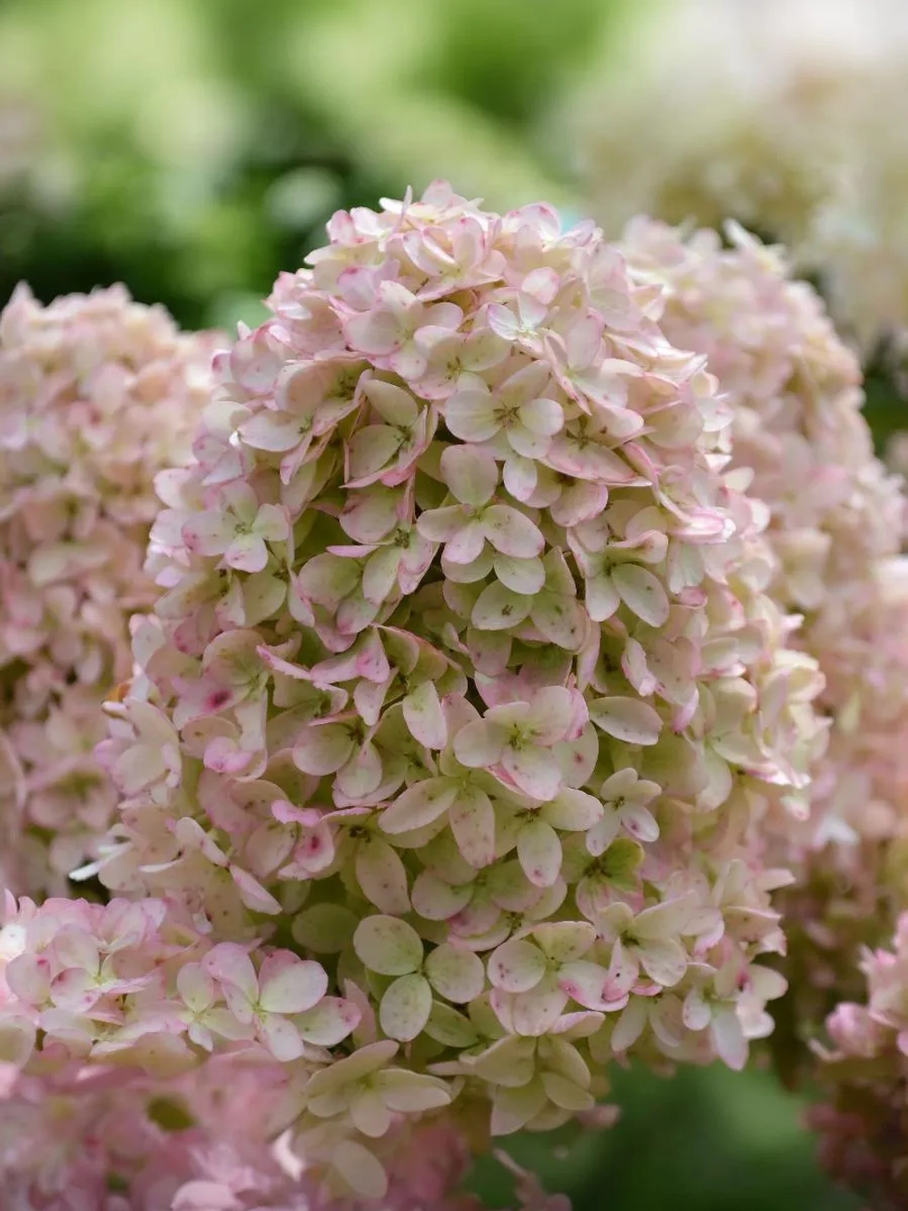 Гортензия метельчатая Вайтлайт