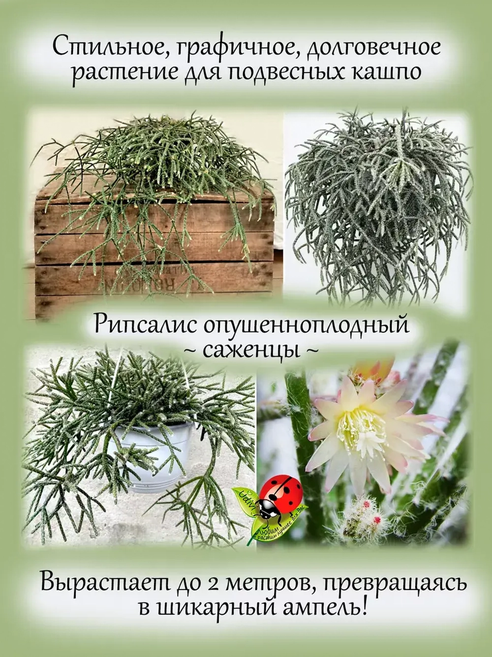 Рипсалис опушеннолистный суккулент ампельный