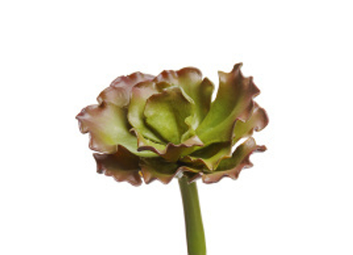 Суккулент Эхеверия Шавиана Трифлс зелёно-бордовая