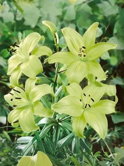 Лилия Требиано Геррит Залм (ЛА – гибрид)