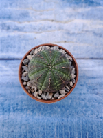 Euphorbia Obesa (Эуфорбия)