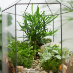 Готовый флорариум бонсай Подокарпус Хижина