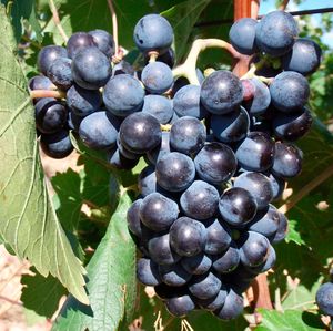 Ваккарез, Ваккарезе (Vaccarese) - красный сорт винограда