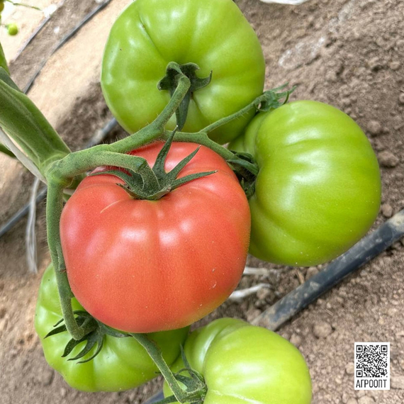 Мануза F1 семена томата индетерминантного (Rijk Zwaan / Райк Цваан) культура – фото 7