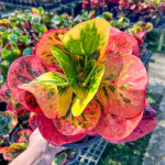 Кротон RUAY SAB