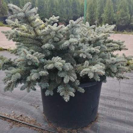 Ель колючая Глаука Глобоза С12/15 40-50