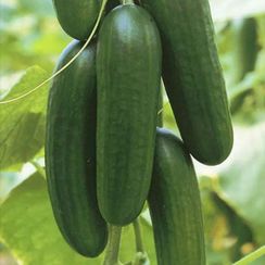 БЭБИ МИНИ F1 семена огурца (Seminis | Alexagro)