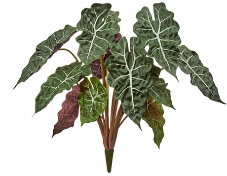 Алоказия куст 50 см