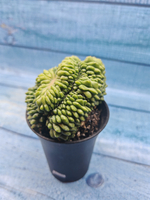 Gymnocalycium Spineless Crested form (Гимнокалициум Кристатный)