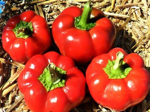 Овечий нос / SHEEPNOSE PIMENTO сладкий перец