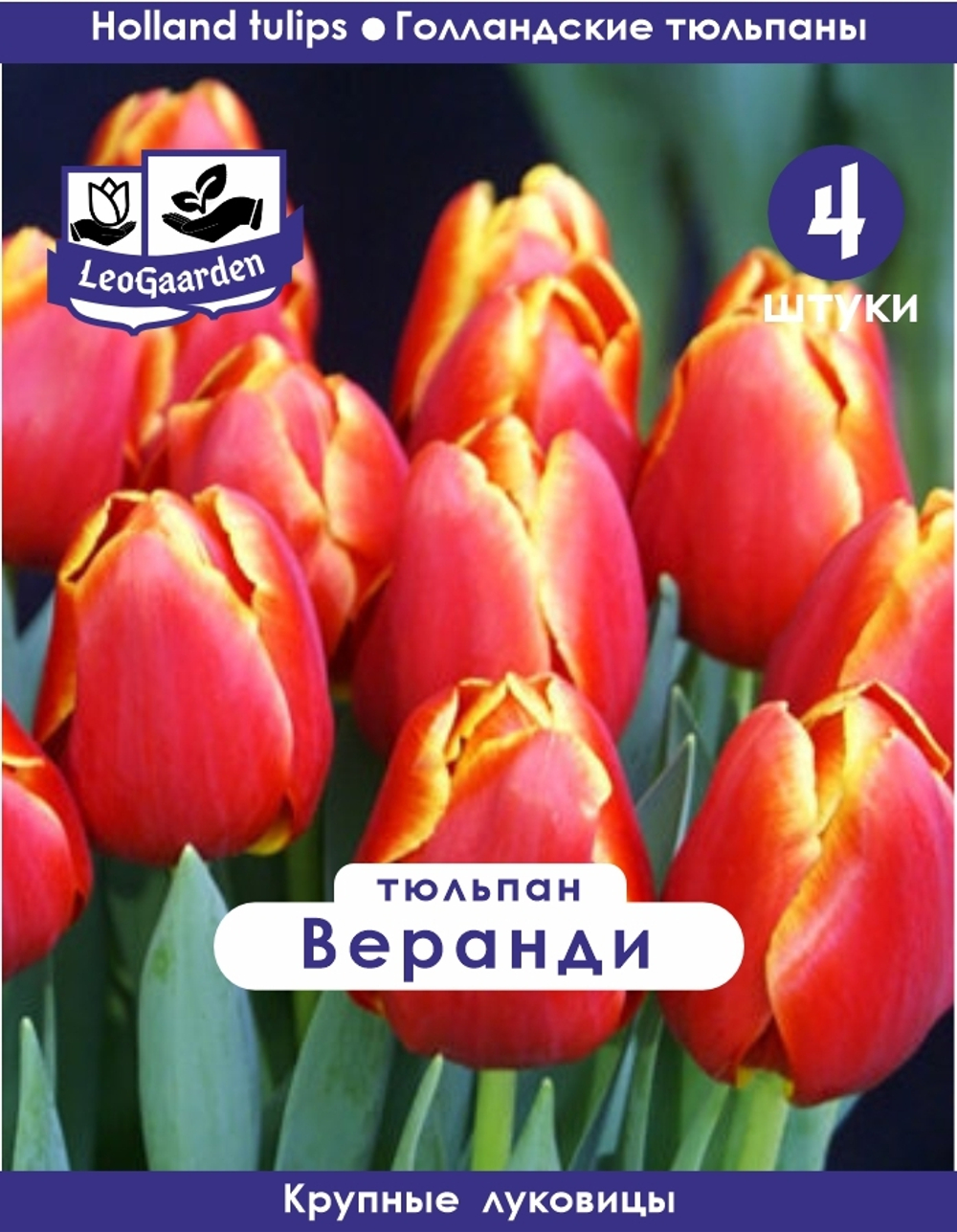 Тюльпан Луковица, Веранди, 4 шт крупные