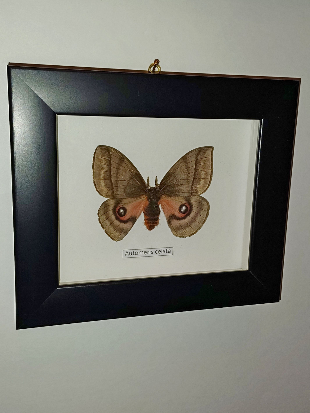 Бабочка Automeris celata самка в рамке