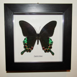 Бабочка Papilio chikae в рамке