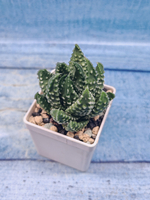 Haworthia Margaritifera Pumila (Хавортия)