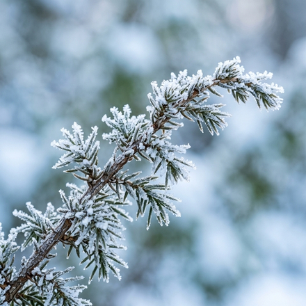Отдушка CS - Морозный Можжевельник (Frosted Juniper)