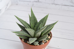 Haworthia Spider White (Хавортия)
