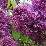 Сирень Маршал Соколовский