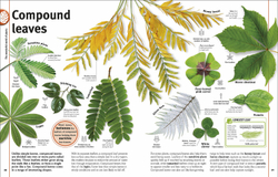 Trees, Leaves, Flowers and Seeds: A visual encyclopedia of the plant kingdom