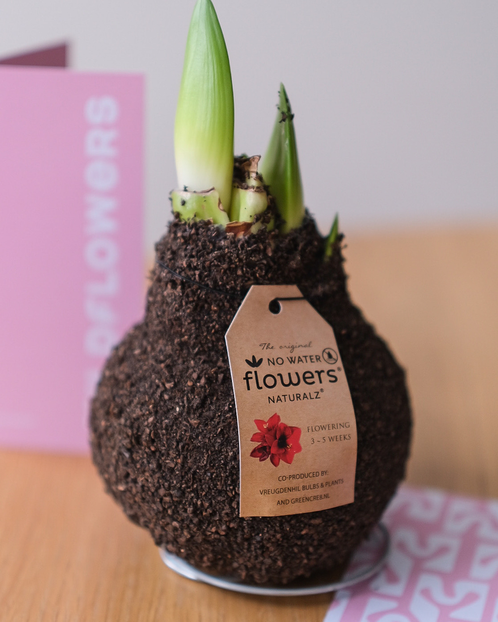 Луковица амариллиса в фактурном воске