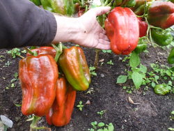 Перец Сладкий Гигантский — Big Bertha - Большая Берта