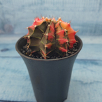 Gymnocalycium Variegata (Гимнокалициум Вариегатный)