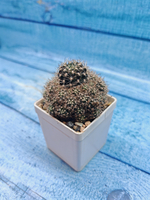 Lobivia Van Der Hoeven (Лобивия)