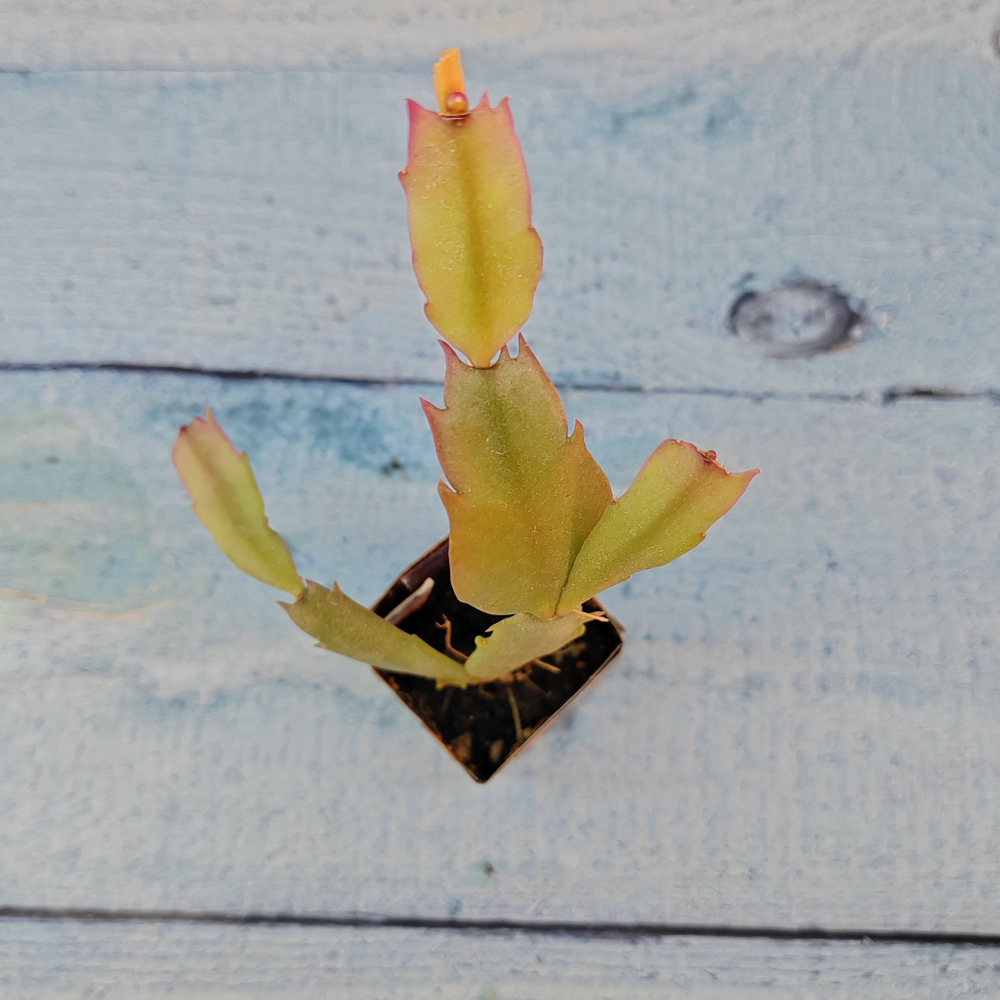 Schlumbergera Lavender Beauty (Декабрист)