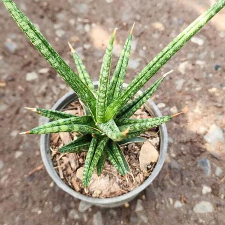 Сансевиерия FRANCISII