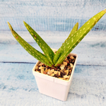 Aloe Vera (Алоэ Вера)