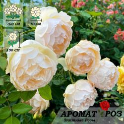 Воллертон Олд Холл (Wollerton Old Hall)