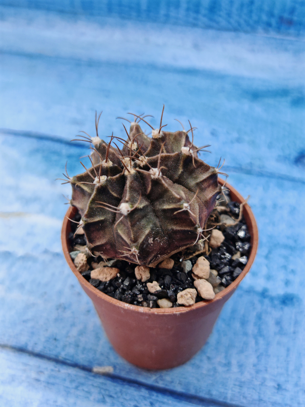 Gymnocalycium Friedrichii (Гимнокалициум)