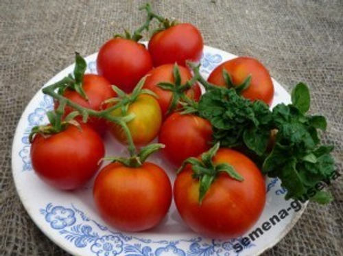 Помидоры Палка — Колоновидные