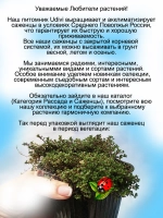 Тимьян Кокинеус красивоцветущий ползучий