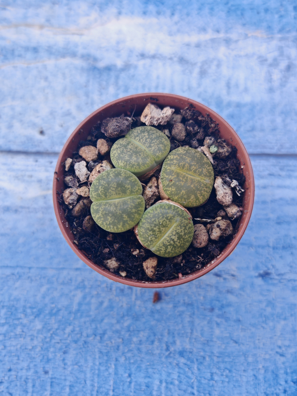 Lithops sp. (Литопсы)