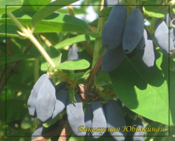 Жимолость Бакчарская Юбилейная